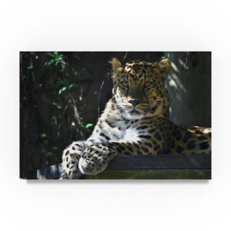 Robert Michaud 'Leopard Night' Canvas Art,12x19